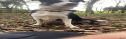 Border Collie dogs for sale: 1 year old border collie boy well trained  - Advert 6
