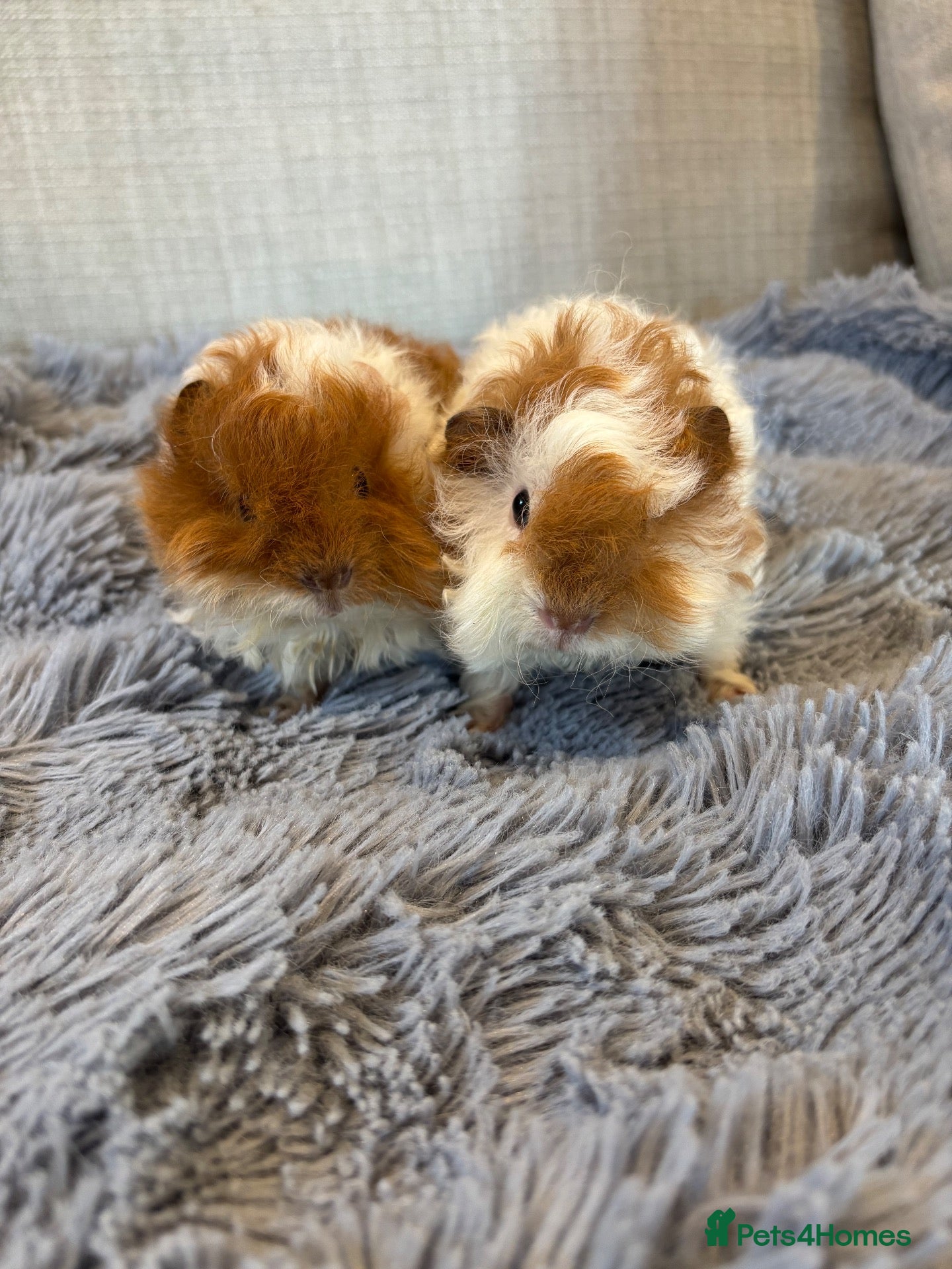 Guinea Pig rodents Baby Boars Swiss Lunky Cross - Advert 1