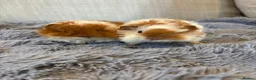 Guinea Pig rodents for sale: Baby Boars Swiss Lunky Cross in Market Drayton - Advert 1