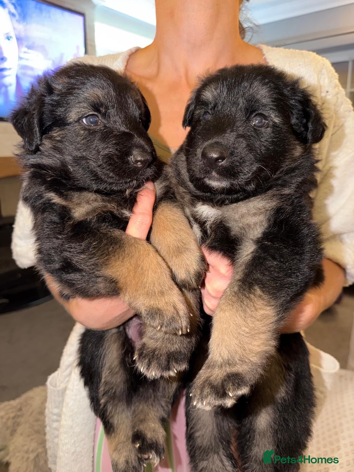 German Shepherd dogs Short haired German shepherd puppies  - Advert 1