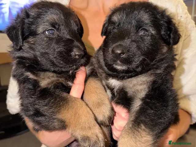 German Shepherd dogs for sale: Short haired German shepherd puppies READY 7th NOV - Advert 1