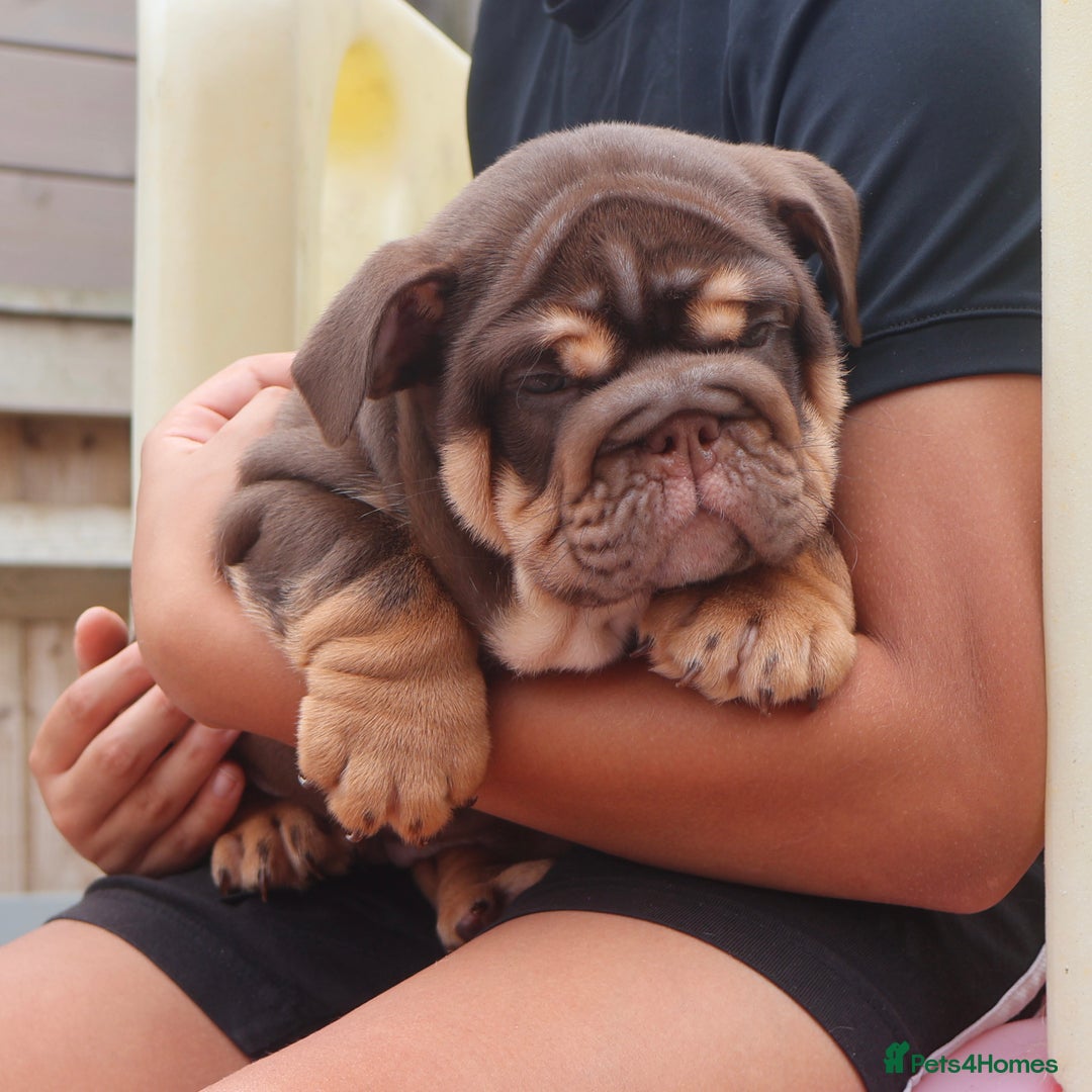 English Bulldog dogs for sale: 2 Gorgeous English Bulldog Pups 🩷 - Image 16