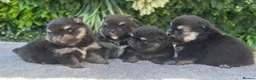 Pomeranian dogs for sale: Adorable Black & Tan Pomeranian Puppies for Sale in Tonbridge - Advert 1
