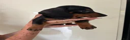 Dachshund dogs for sale: 2 black & tan Dachshund puppy’s READY NOW   - Advert 11