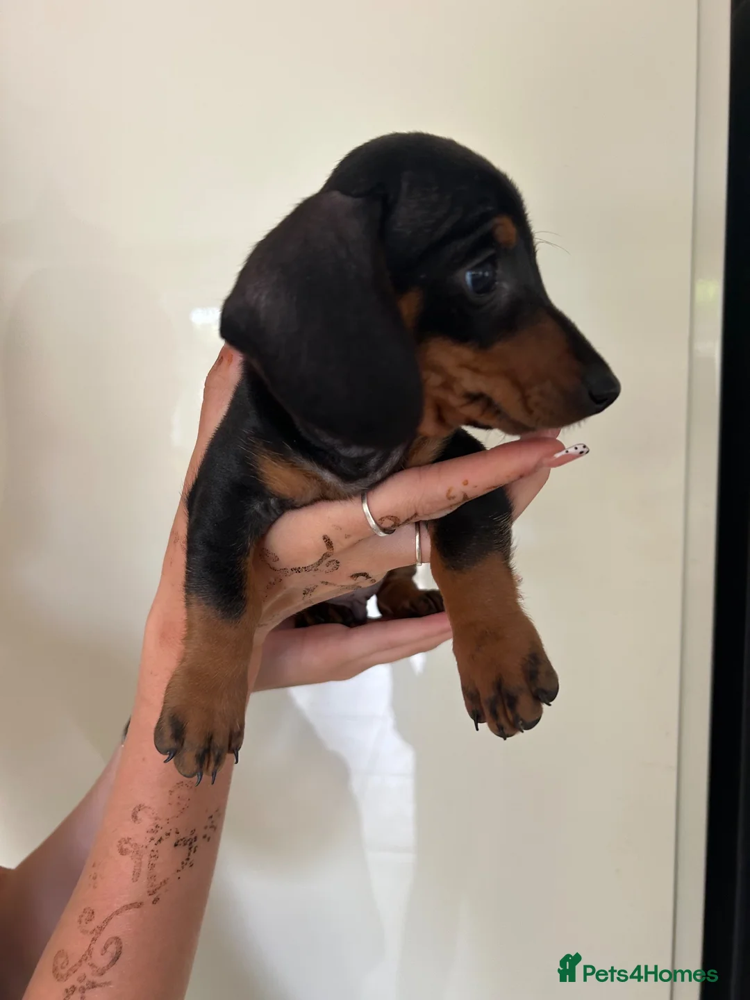 Dachshund dogs for sale: 2 black & tan Dachshund puppy’s READY NOW   - Advert 11
