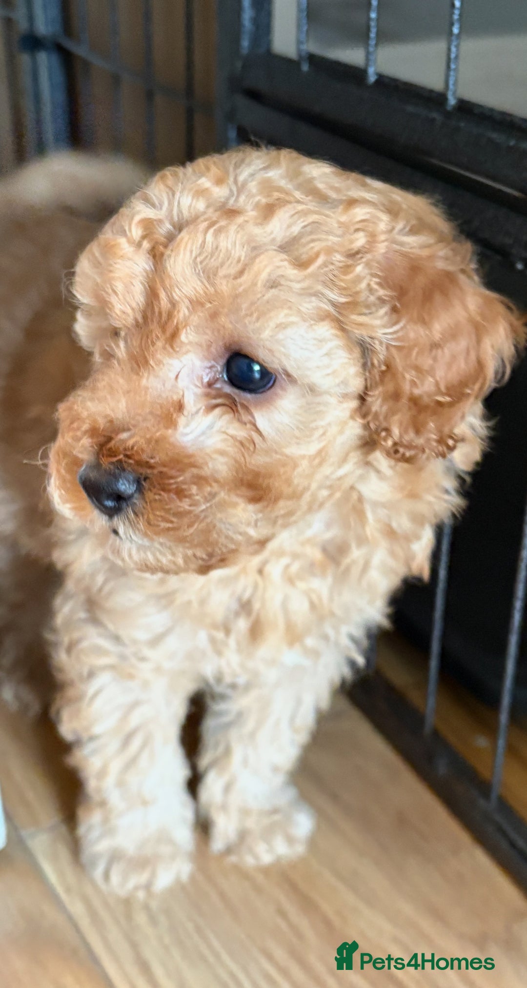 Maltipoo dogs for sale: Gorgeous Maltipoo Puppies  - Advert 7