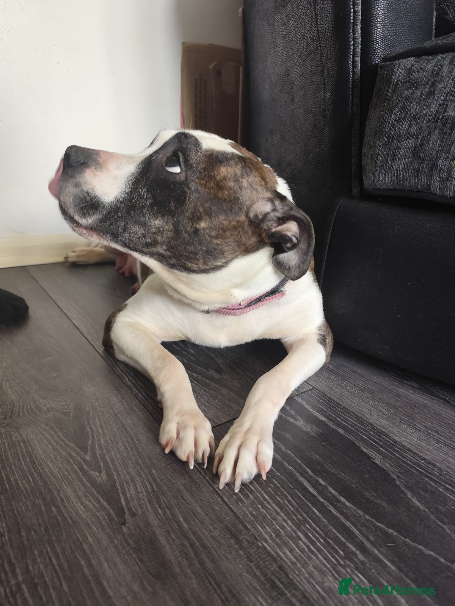 Staffordshire Bull Terrier dogs Beautiful Chunky Staffordshire bull terriers - Advert 5