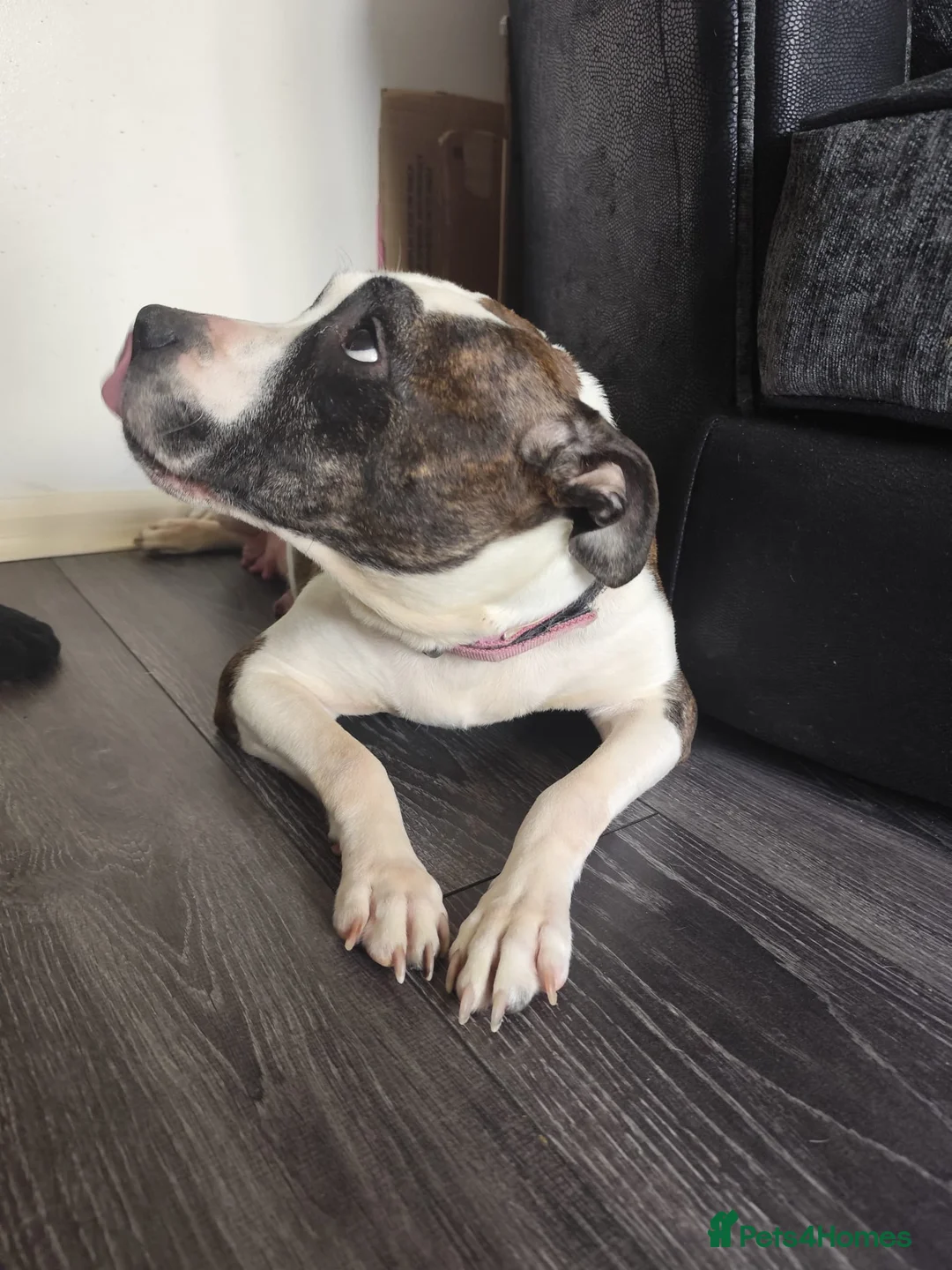 Staffordshire Bull Terrier dogs for sale: Beautiful Chunky Staffordshire bull terriers - Advert 1