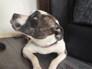 Staffordshire Bull Terrier dogs Beautiful Chunky Staffordshire bull terriers - Advert 5