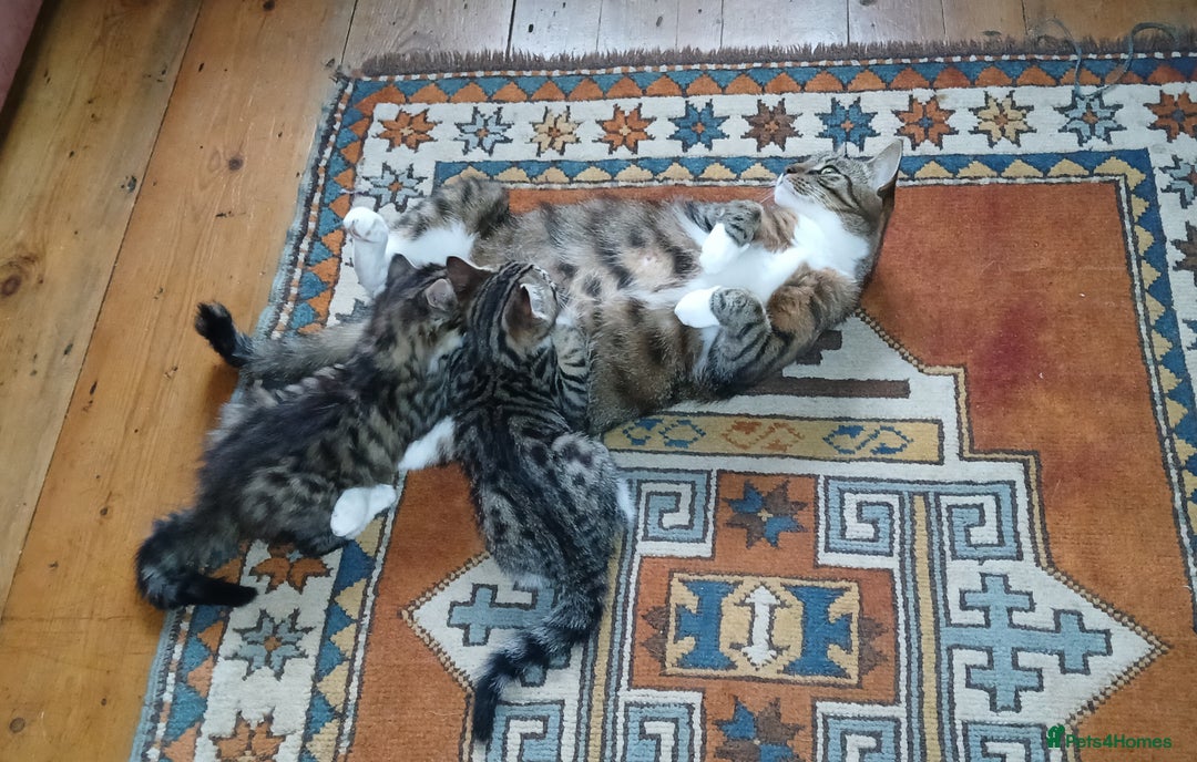 Domestic Shorthair cats for sale: Kittens for sale  - Image 2