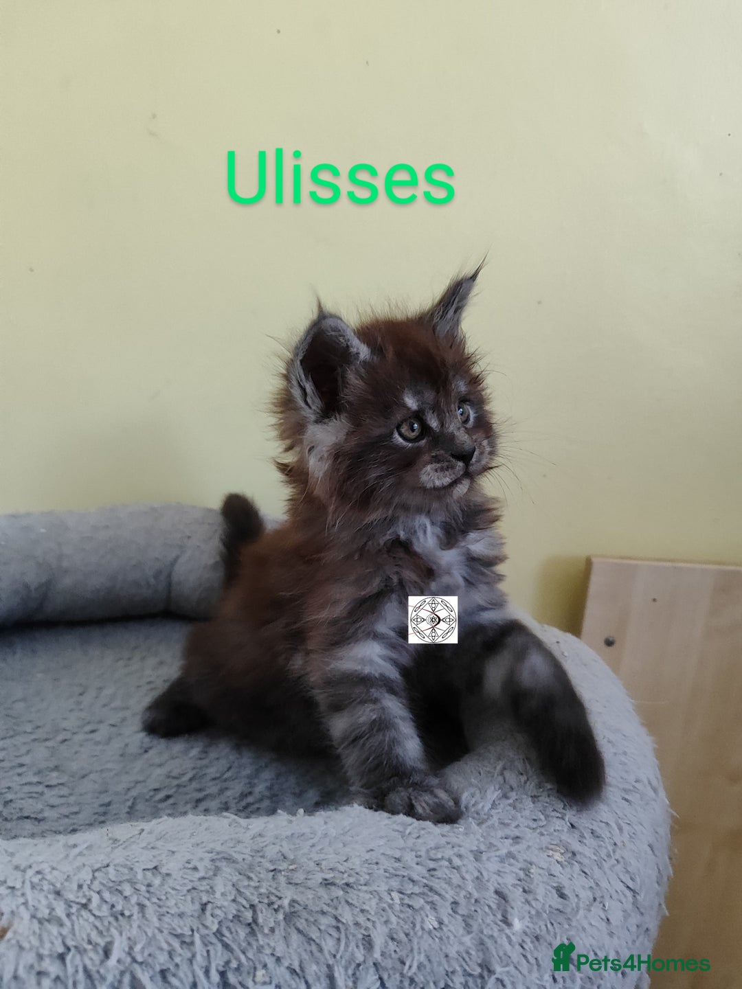 Maine Coon cats for sale: Absolutelly gorgeous kittens  - Image 21