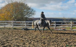 Hungarian warmblood horses for sale: Super 7 yr old mare (Hungarian import) - Image 14