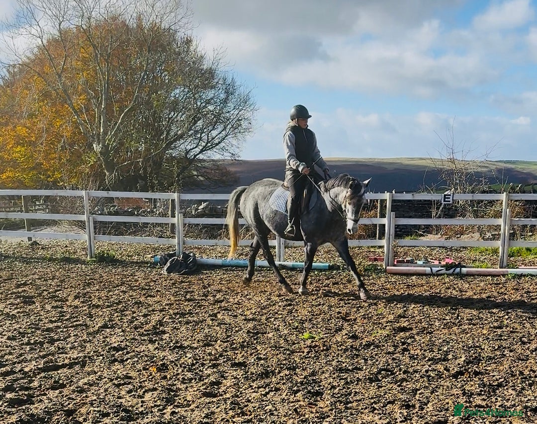 Hungarian warmblood horses for sale: Super 7 yr old mare (Hungarian import) - Image 14