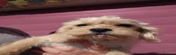 Jackapoo dogs for sale: Fluffy Jackapoo × Cavalier King Charles Puppy in Chichester - Advert 8