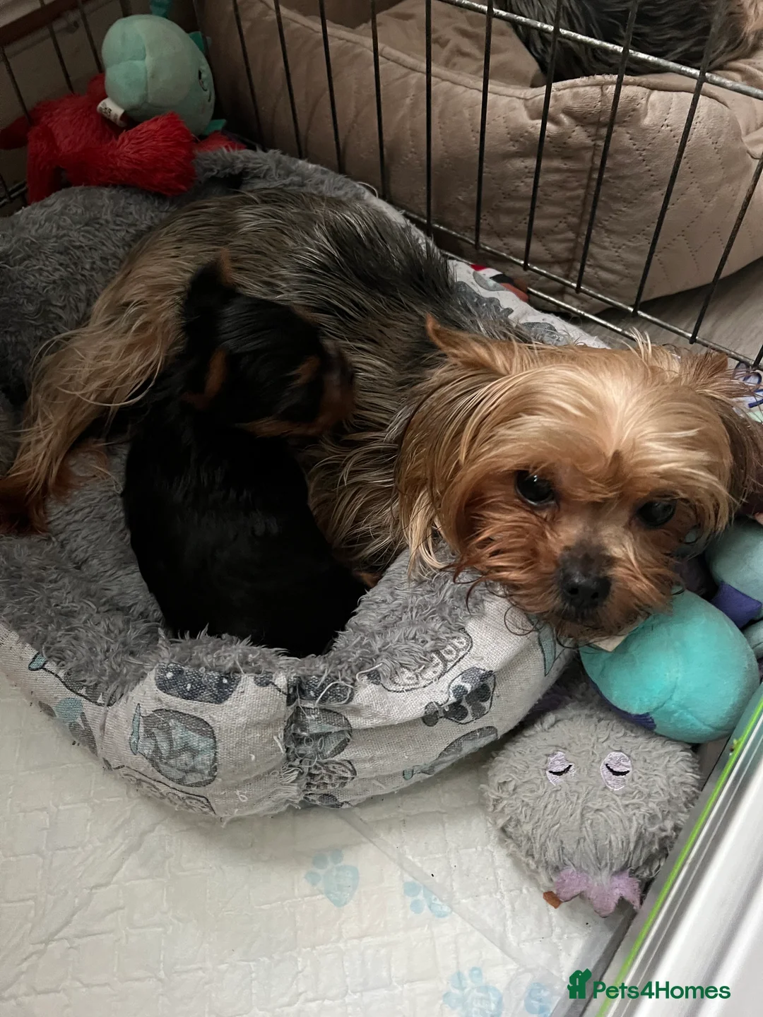 Yorkshire Terrier dogs for sale: 🐾We have lovely miniature boy🐾 - Advert 9