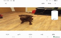 Mixed Breed dogs for sale:  Dalmador female puppies - Image 7