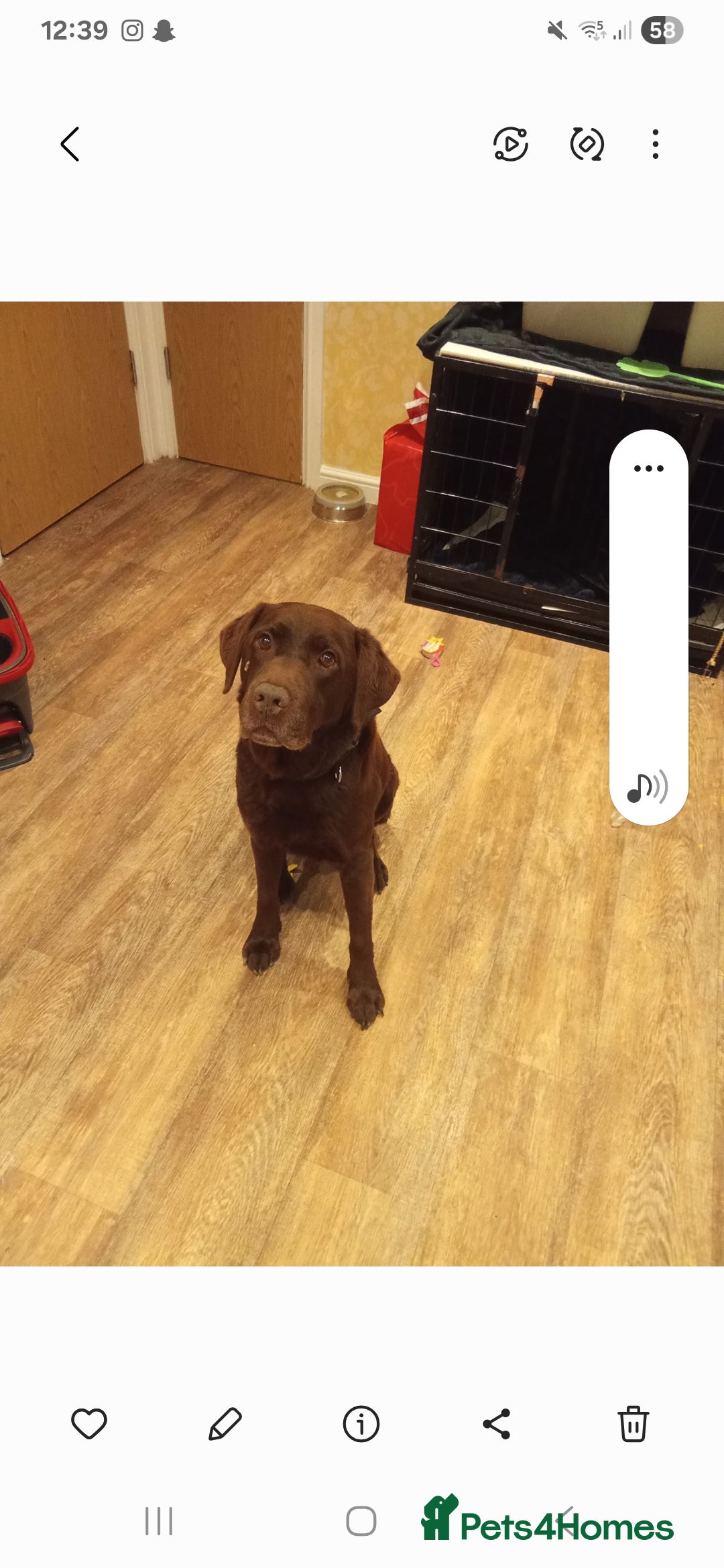 Mixed Breed dogs for sale:  Dalmador female puppies - Image 7