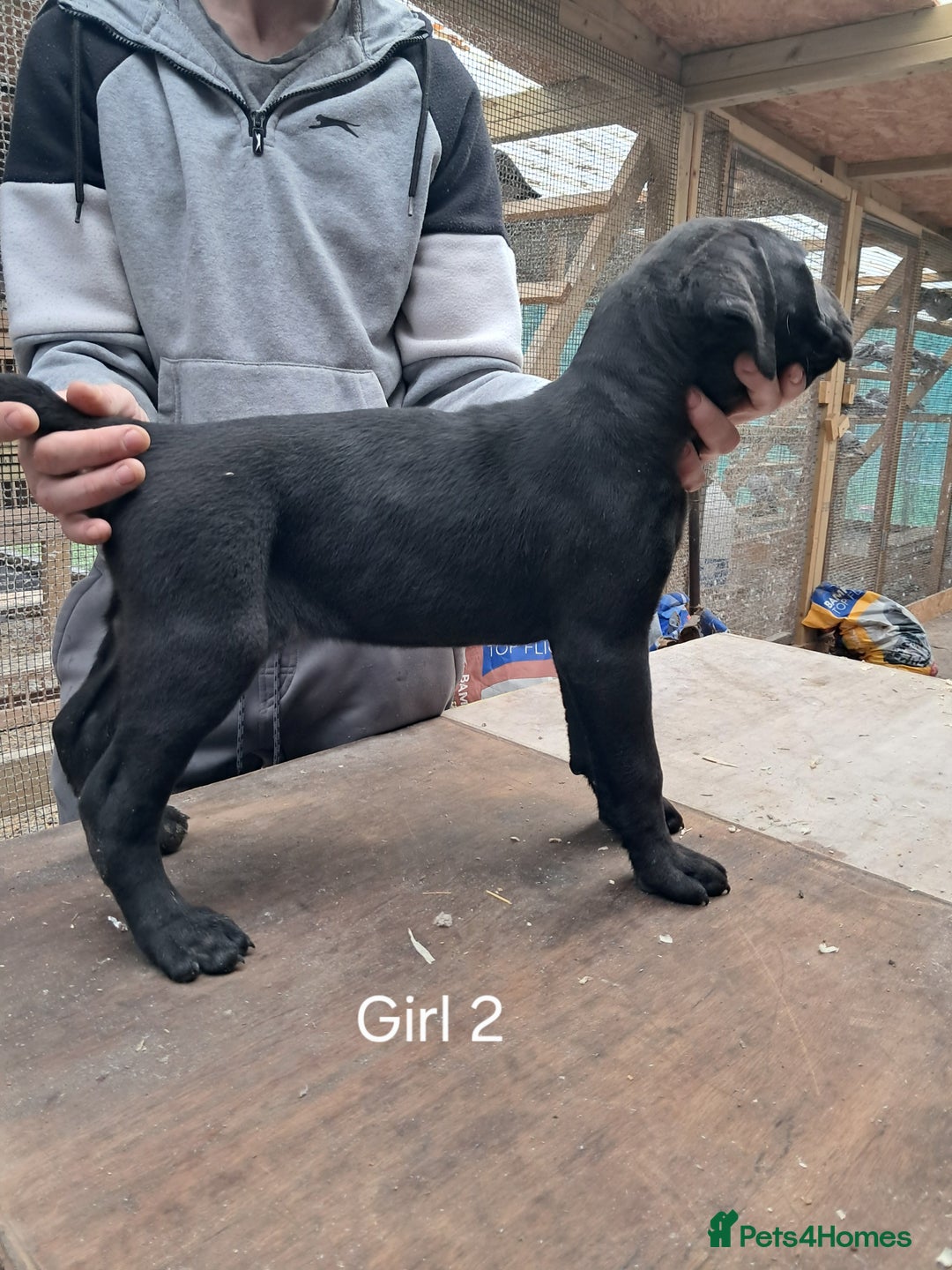 Cane Corso dogs for sale: Cane Corso Puppies - Advert 11