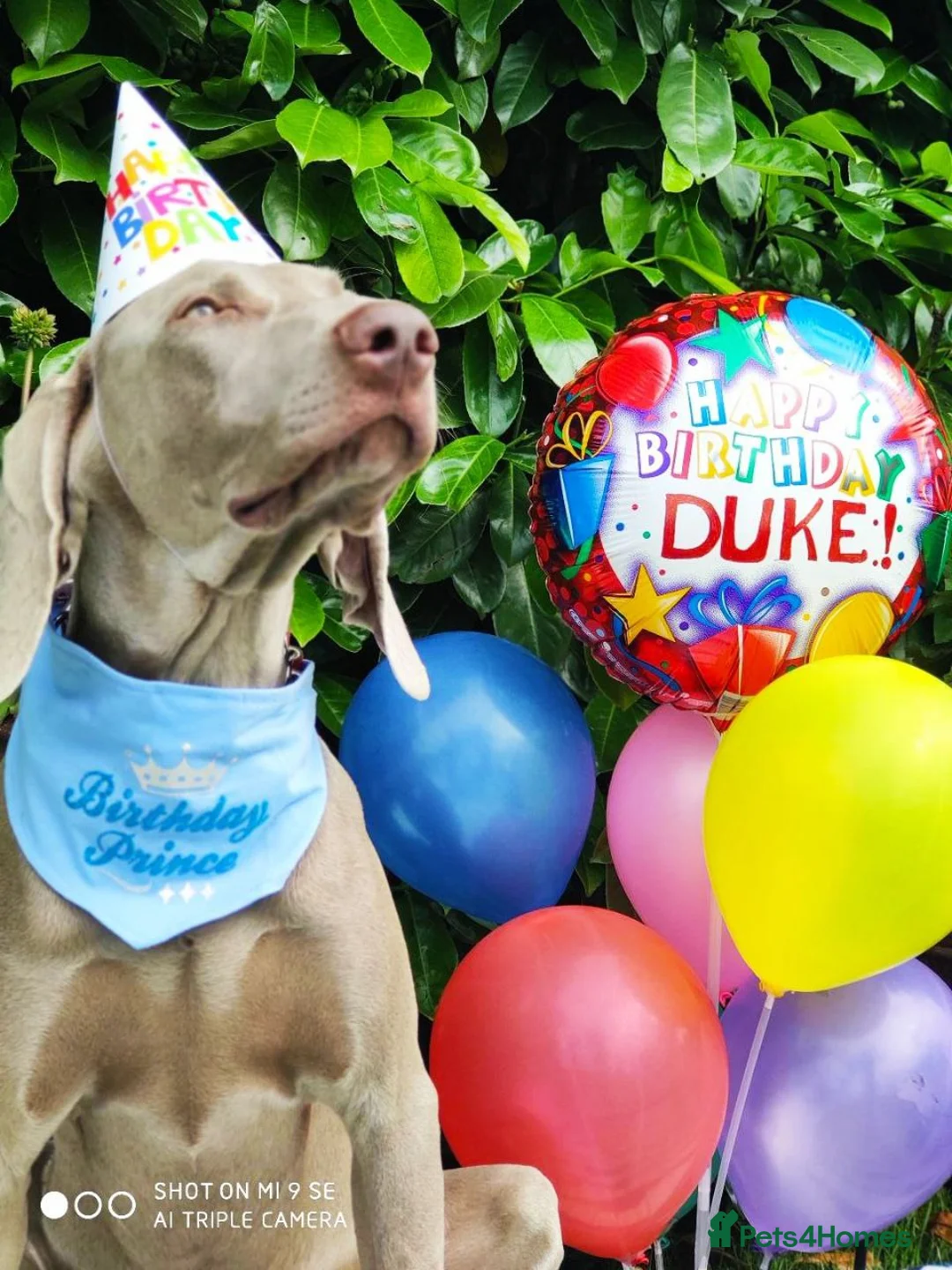 Weimaraner dogs for stud: 🔥super stud🔥Hipscored🔥KC reg in Woodbridge - Advert 36