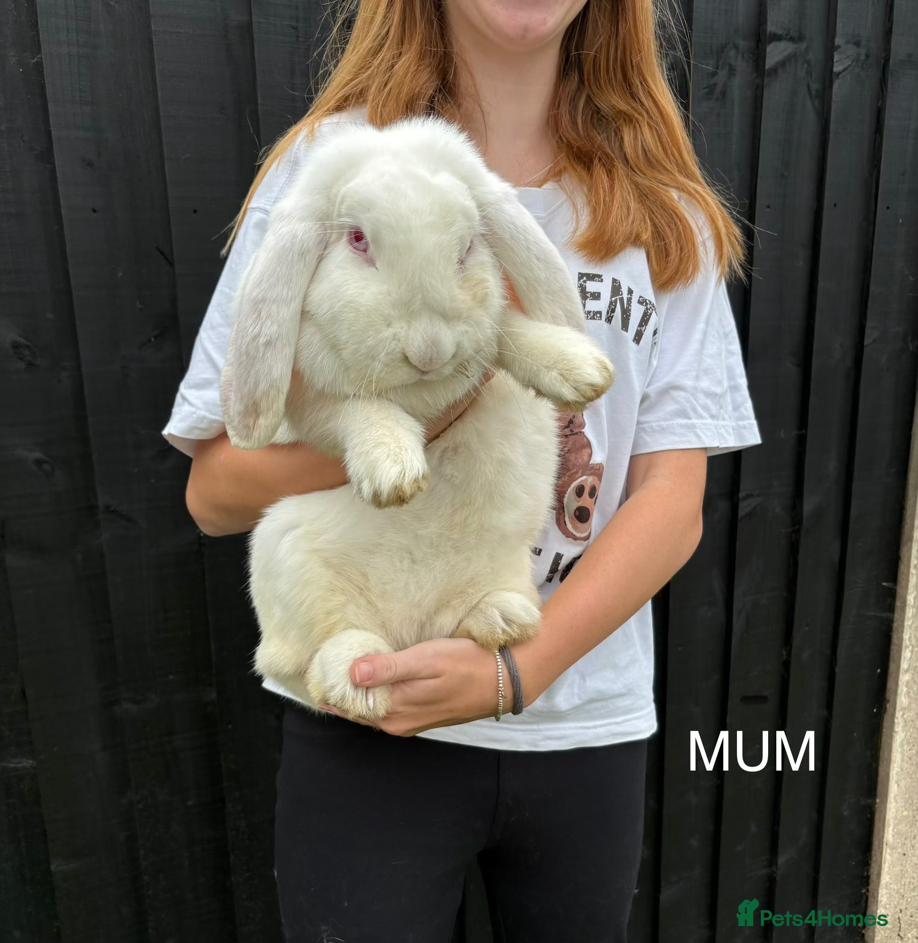 French Lop rabbits French lops - Advert 1