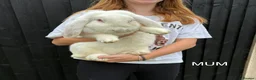 French Lop rabbits for sale: French lops in Walton on the Naze - Advert 1