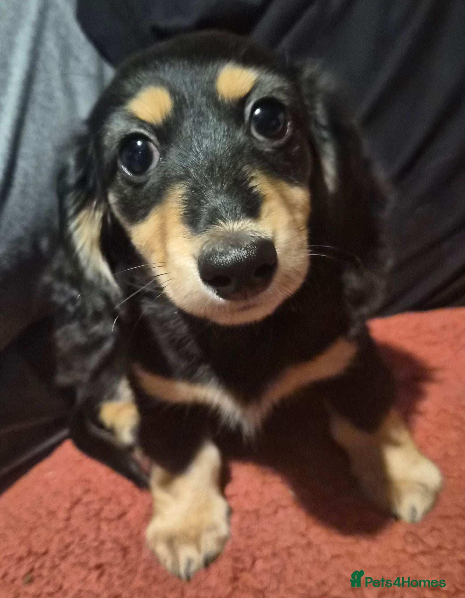 Miniature Dachshund dogs Longhaired Miniature daschund puppies READY NOW!! - Advert 18