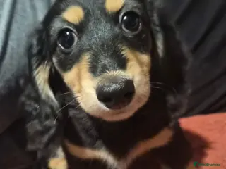 Miniature Dachshund dogs Longhaired Miniature daschund puppies READY NOW!! - Advert 18