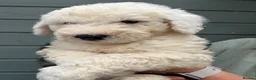 Old English Sheepdog dogs for sale: Kc Registered Old English Sheepdogs  - Advert 16