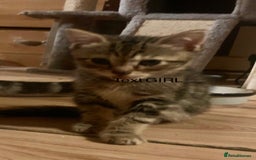 Mixed Breed cats for sale: 5 beautiful bengal cross kittens   - Image 8