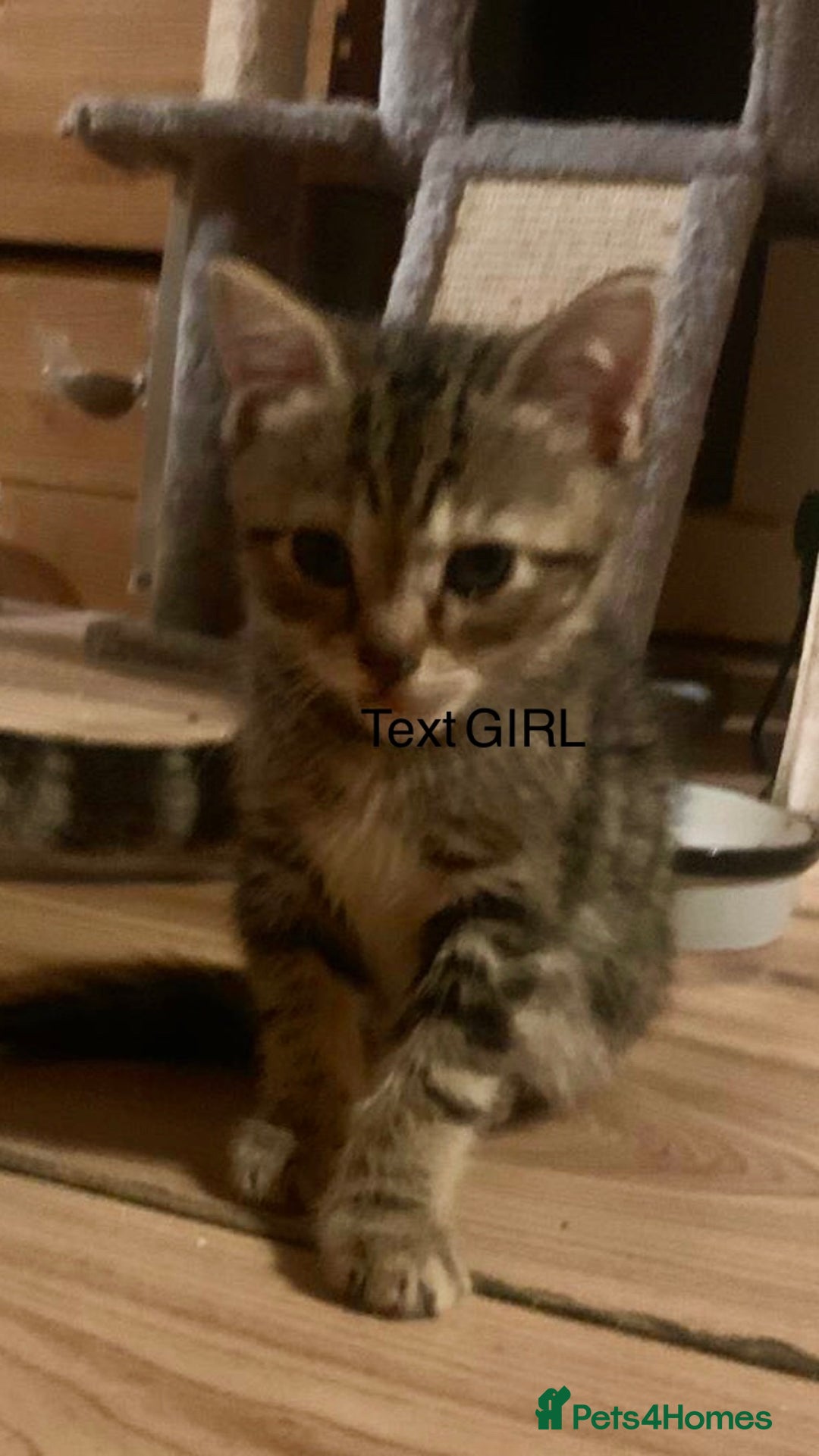 Mixed Breed cats for sale: 5 beautiful bengal cross kittens   - Image 8