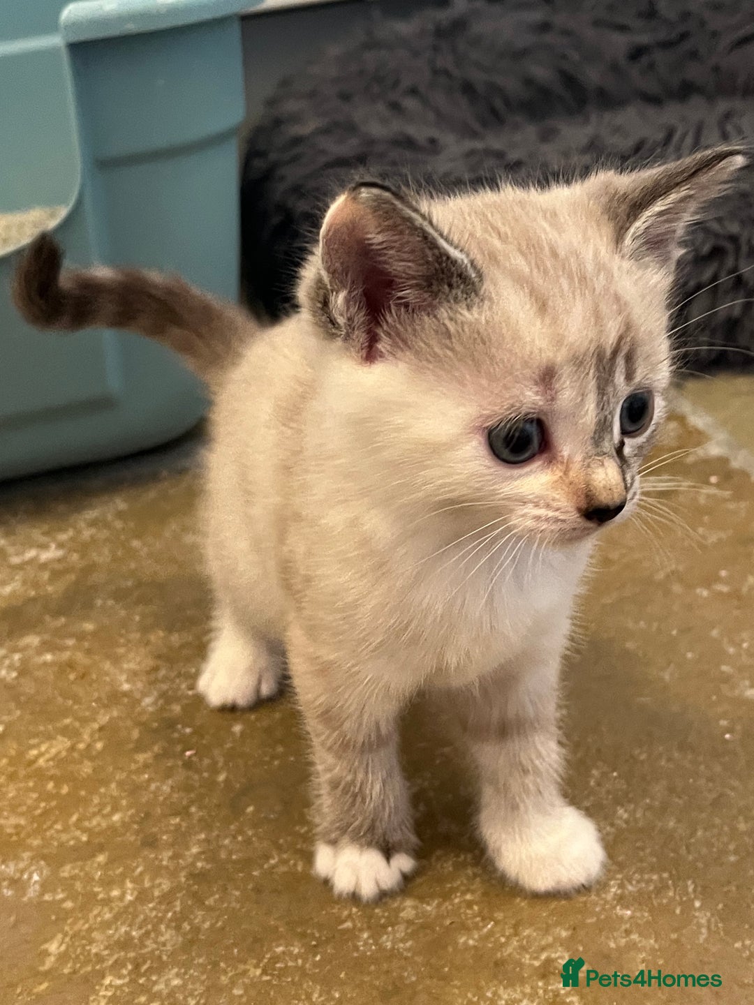 Mixed Breed cats for sale: Stunning cream tabby girl & 2 tabby boy kittens - Image 10