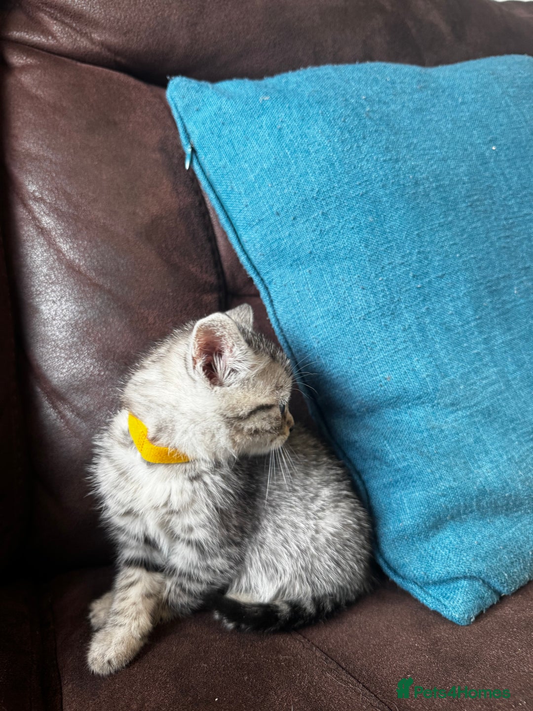 British Shorthair cats for sale: Gorgeous British Shorthair Kittens   - Image 29