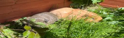 Guinea Pig rodents for sale: Lunkarya and Californian baby guinea pigs  - Advert 4