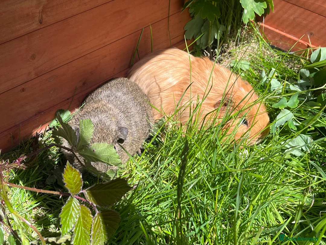 Guinea Pig rodents for sale: Lunkarya and Californian baby guinea pigs  - Advert 4