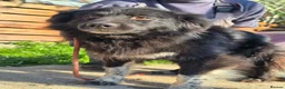 Mixed Breed dogs for adoption: Raven - Advert 5