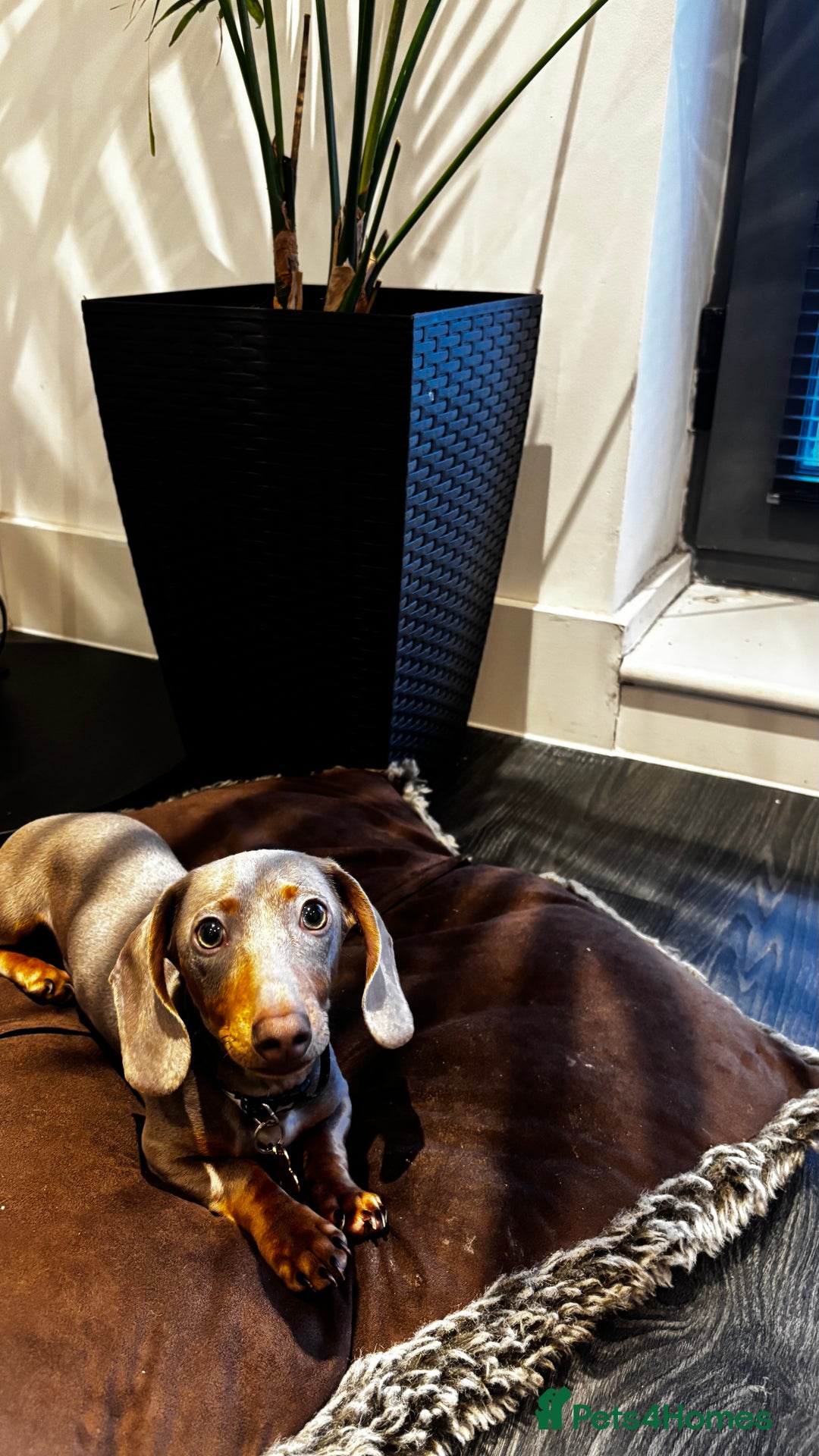 Dachshund dogs for sale: Tan boy Dachshund - Image 2