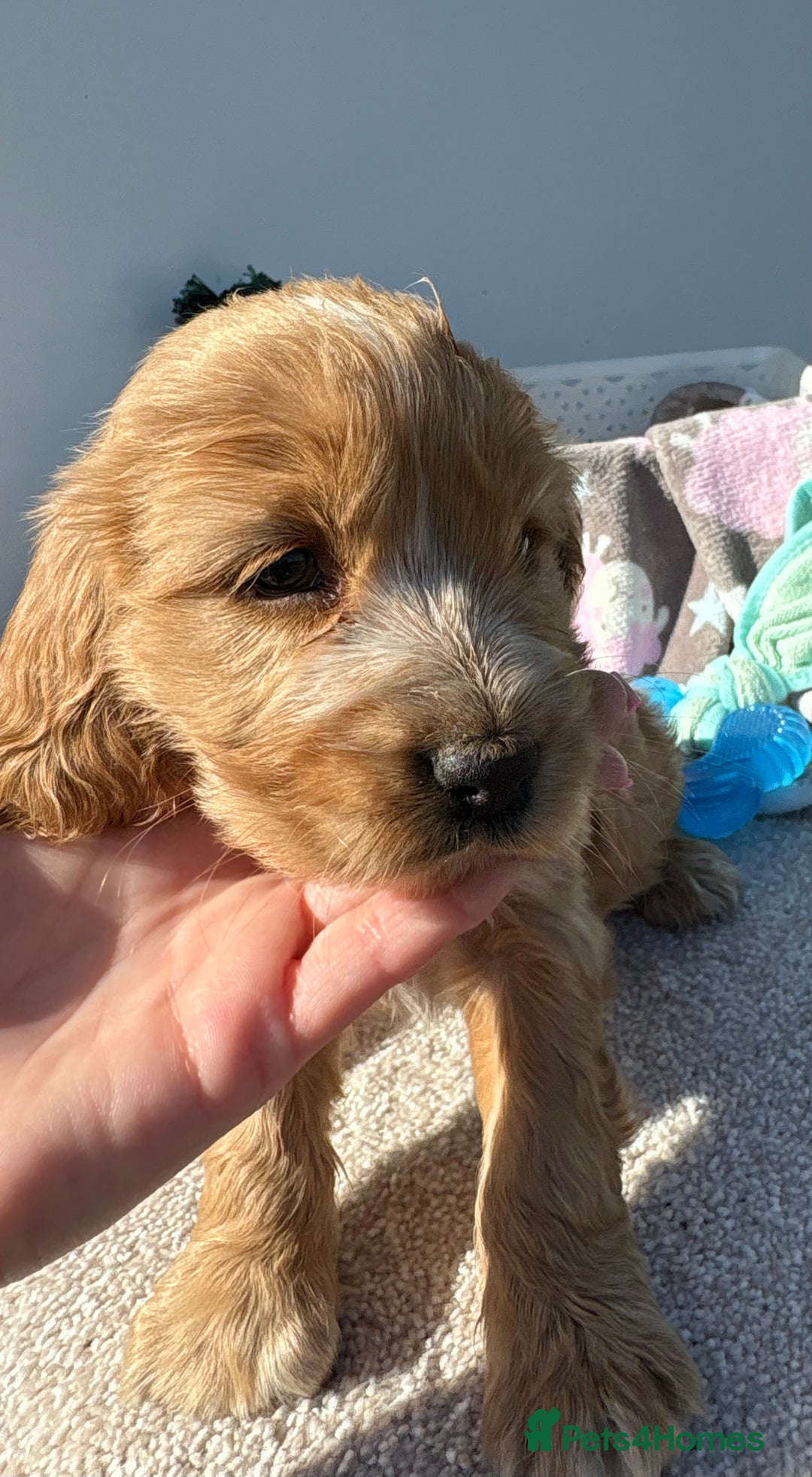 Cocker Spaniel dogs for sale: Show Cocker Spaniel puppies - Image 11