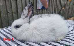 Mini Lop rabbits for sale: Trained French x Mini Lop Bunnies. Please Read! - Image 7