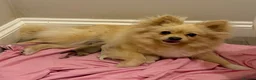 Pomeranian dogs for sale: Pomeranian - Advert 2