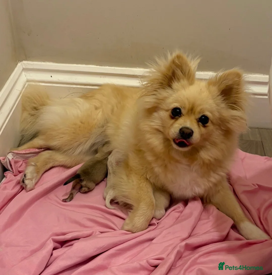 Pomeranian dogs for sale: Pomeranian - Advert 2