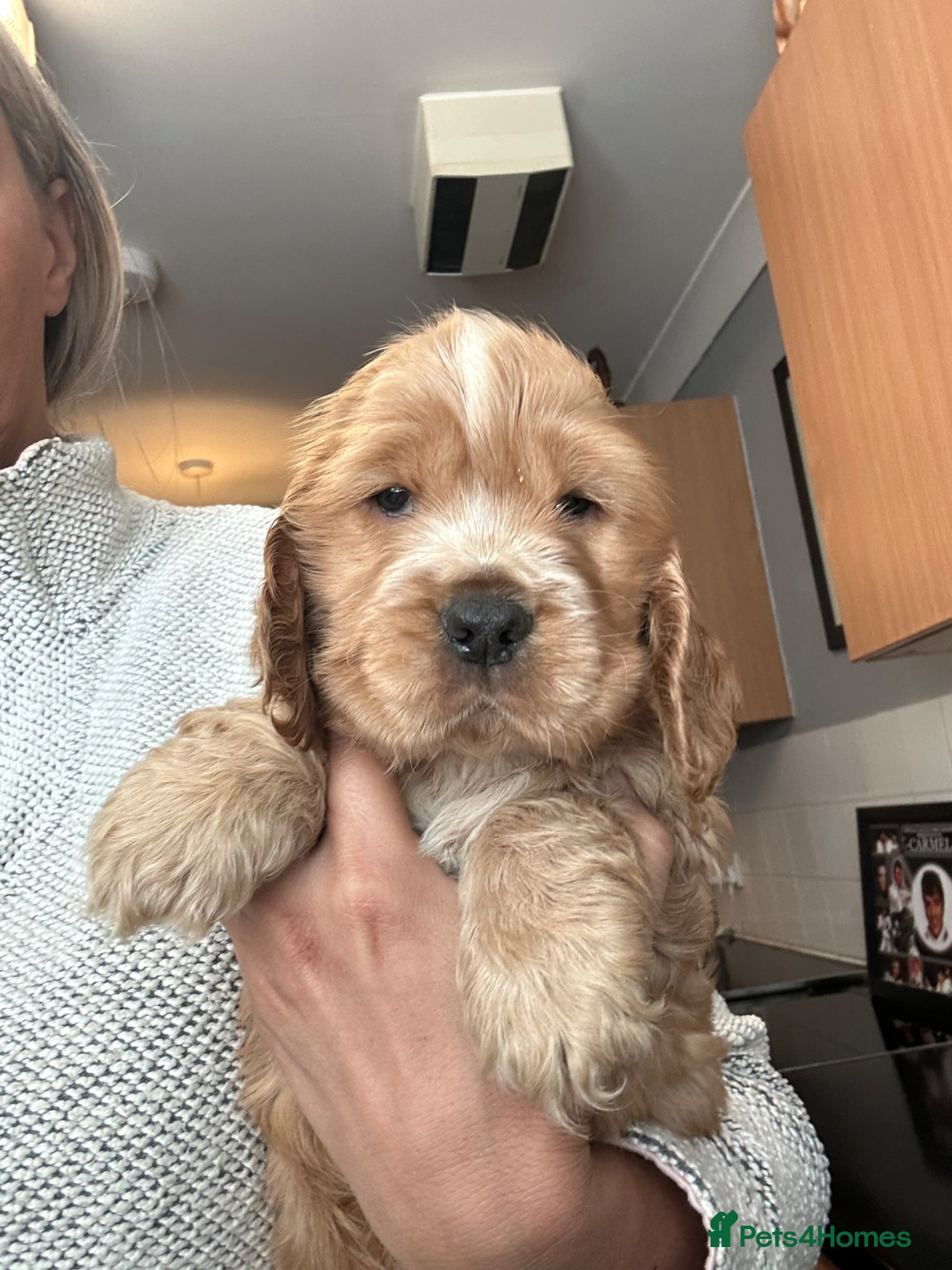 Cocker Spaniel dogs 1 stunning true to the type show cocker 🐶  - Advert 10