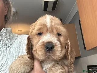 Cocker Spaniel dogs 1 stunning true to the type show cocker 🐶 - Advert 10