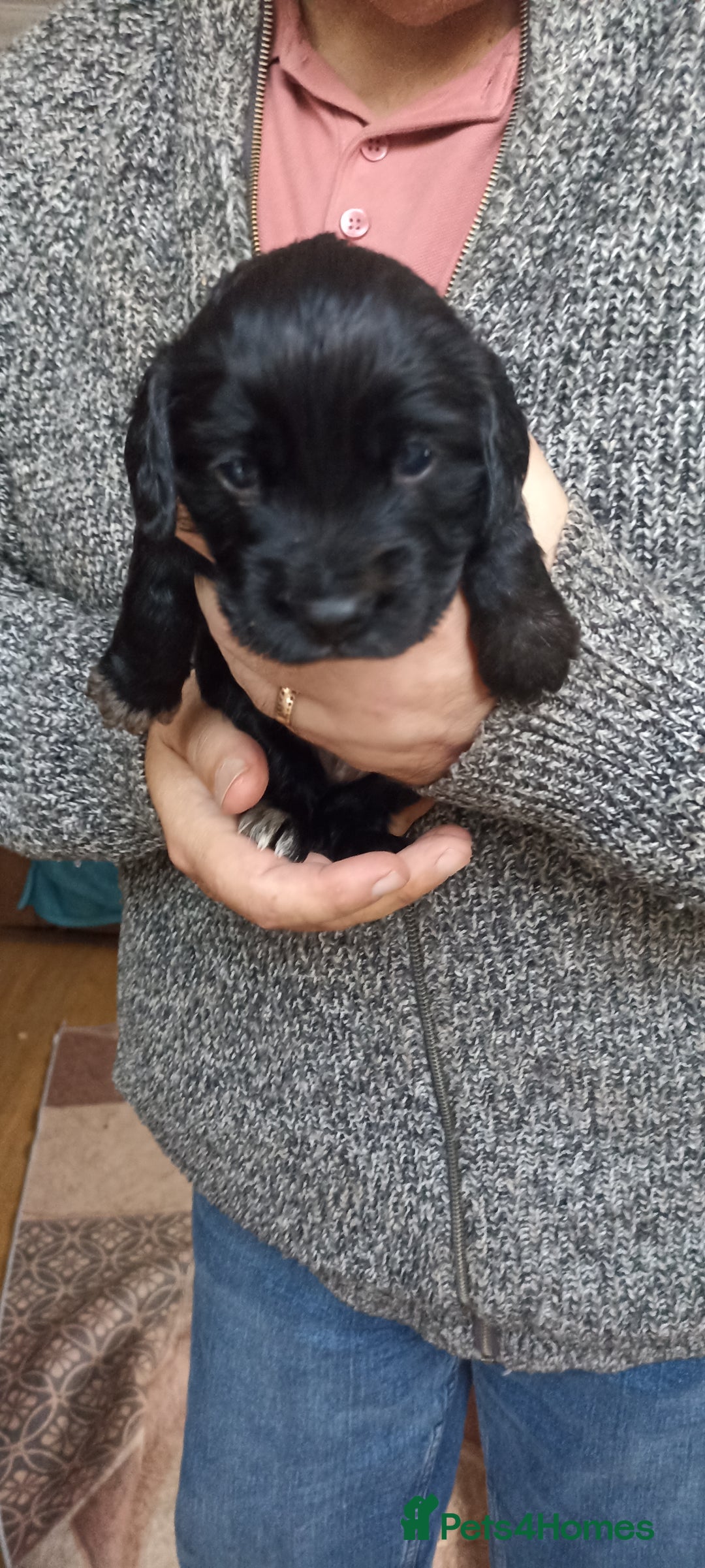 Cocker Spaniel dogs for sale: Stunning cocker spaniel litter  - Image 13