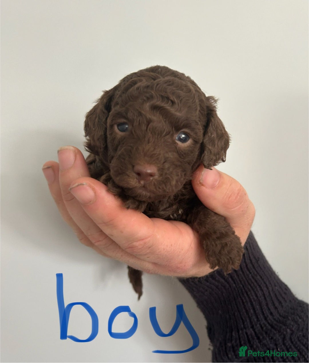 Toy Poodle dogs for sale: Beautiful pure chocolate & phantom Toy Poodles - Advert 6