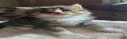 British Longhair cats for sale: Beautiful British long haired kittens - Advert 11