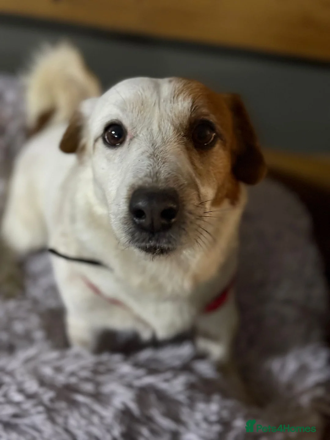 Mixed Breed dogs for adoption: Gorgeous Marcus looking for love - Advert 1