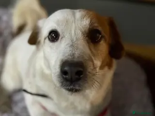 Mixed Breed dogs Gorgeous Marcus looking for love - Advert 1