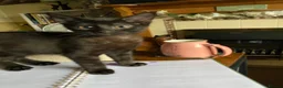 Mixed Breed cats for sale: Last little black boy  - Advert 5
