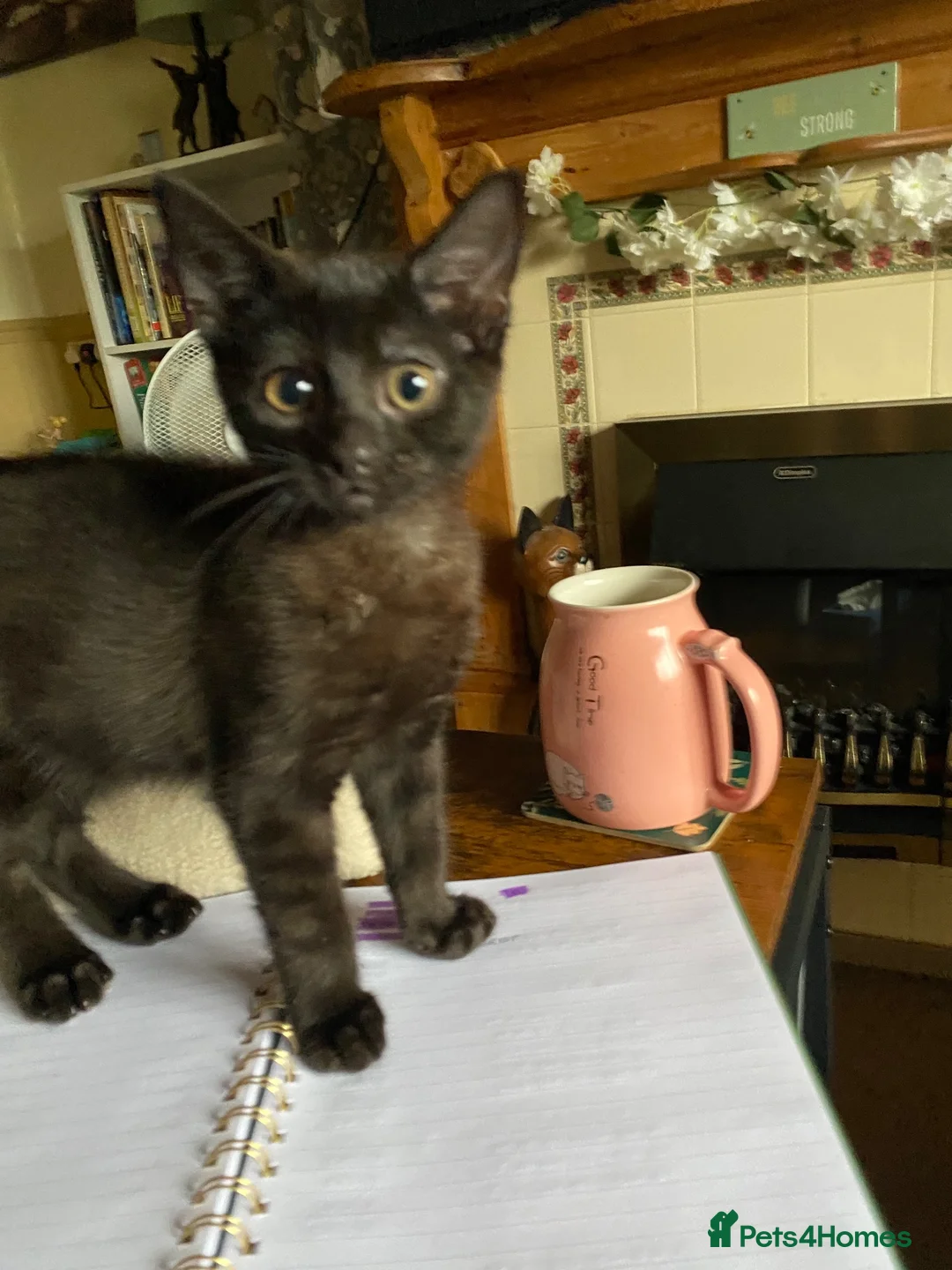 Mixed Breed cats for sale: Last little black boy  - Advert 5