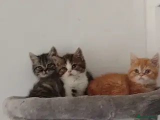 Exotic cats Beautiful kittens - Advert 5